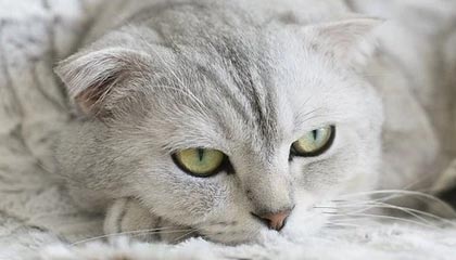 中乙：平分秋色 山东泰山B队1-1成都蓉城B队